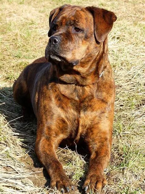 Furthermore, their weight and size also depend on their gender, as males are bigger. . Brindle rottweiler